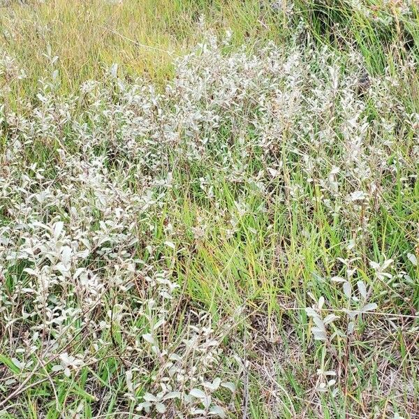 Salix repens Habit