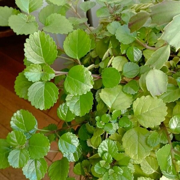 Plectranthus verticillatus Blad