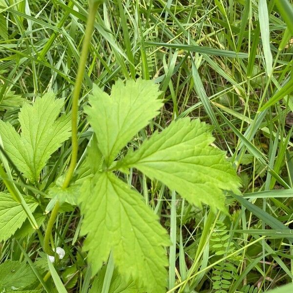 Geum aleppicum Frunză