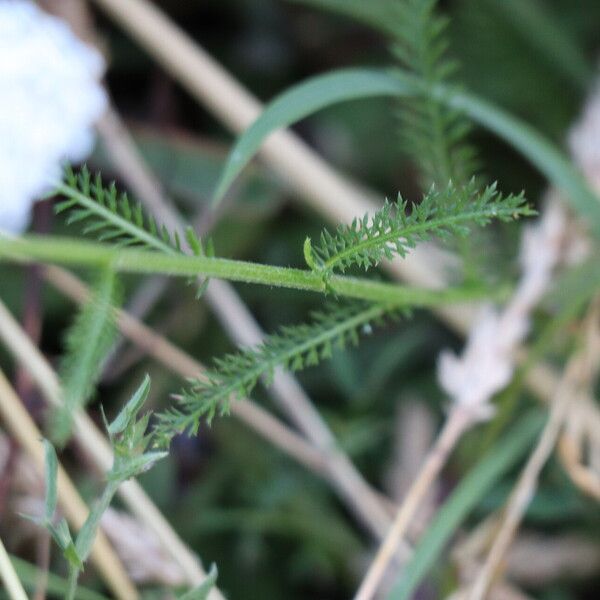 Achillea asiatica Ліст