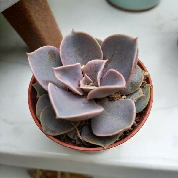 Echeveria gibbiflora Φύλλο