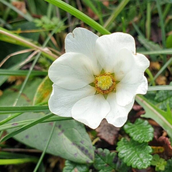 Dryas octopetala Flower