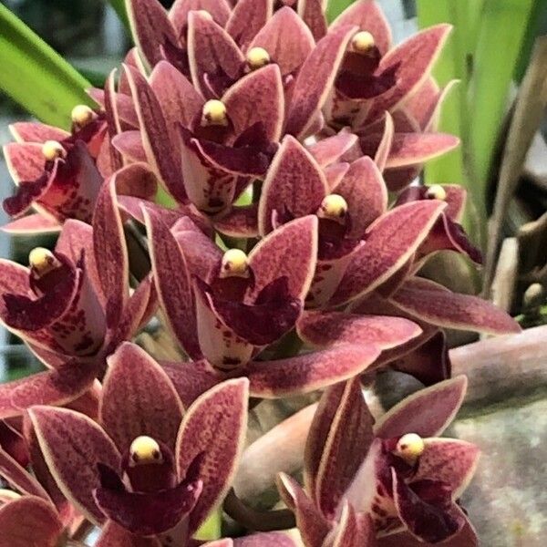 Cymbidium devonianum Blodyn