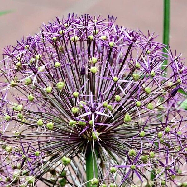 Allium cristophii फूल