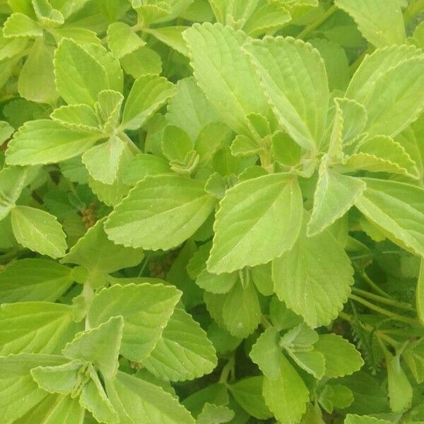 Coleus amboinicus Folla