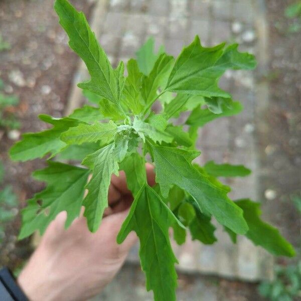 Chenopodium ficifolium Yaprak