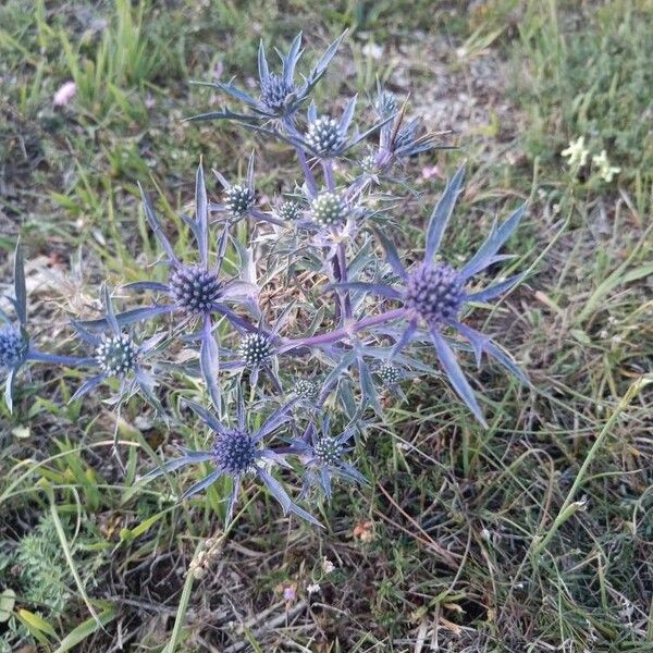 Eryngium amethystinum Blomst