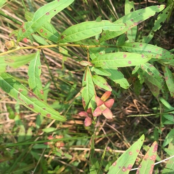 Ludwigia alternifolia 花