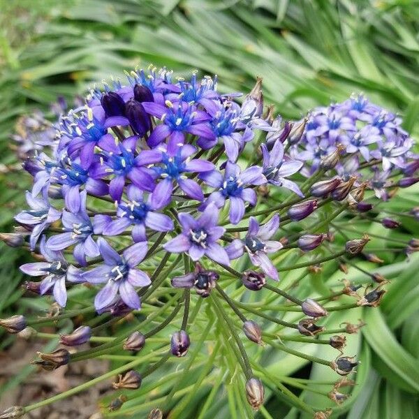 Scilla peruviana Kwiat