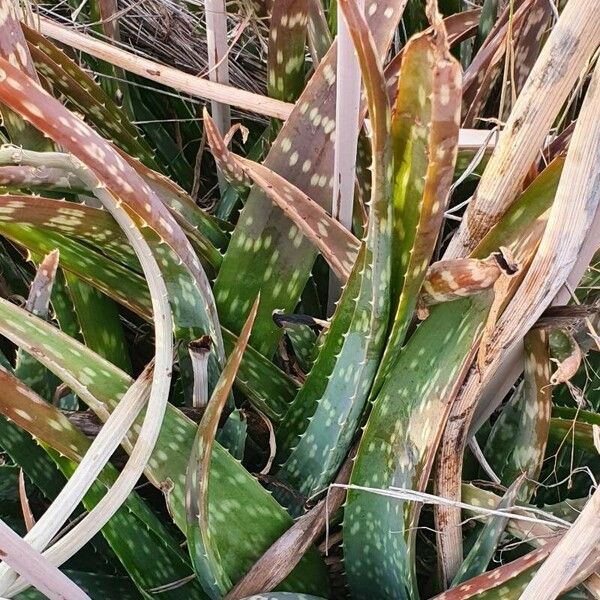 Aloe ellenbeckii Leaf