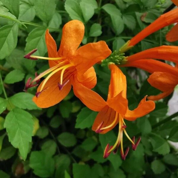Tecoma capensis Flower