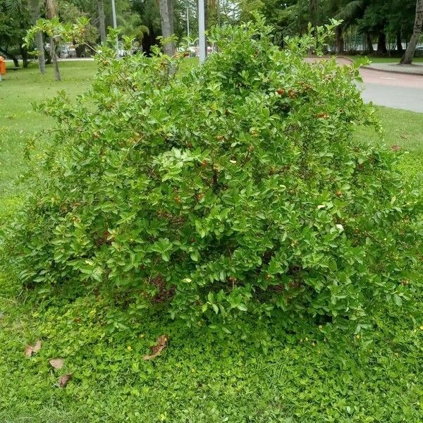 Malpighia emarginata Habit