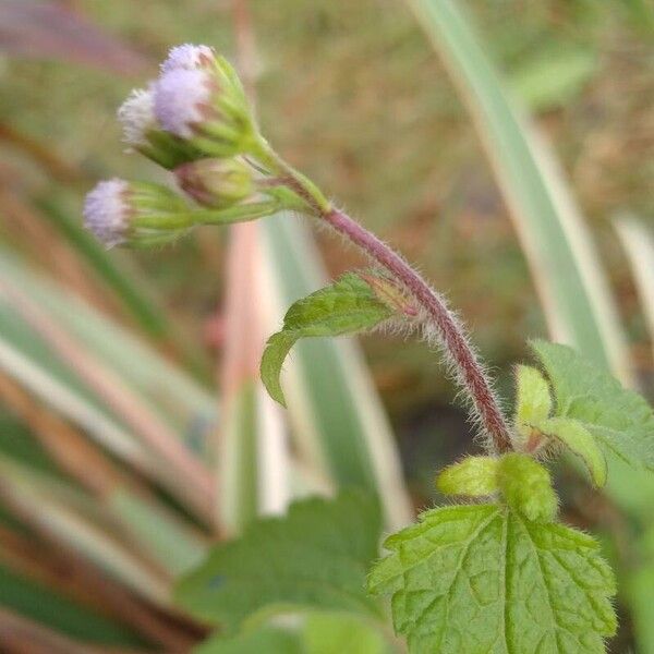 Ageratum conyzoides Fleur