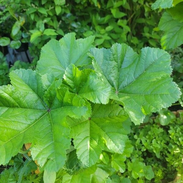 Malva verticillata Feuille