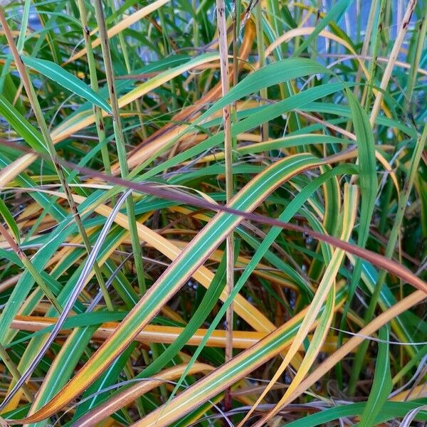 Miscanthus sacchariflorus Blad