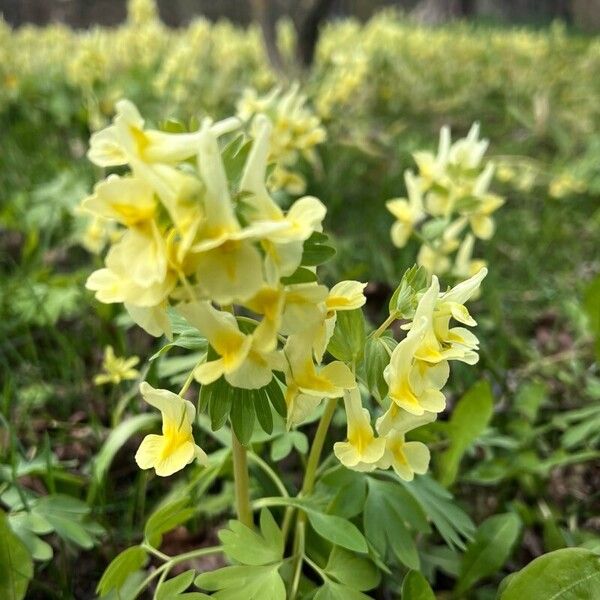 Corydalis bracteata Õis