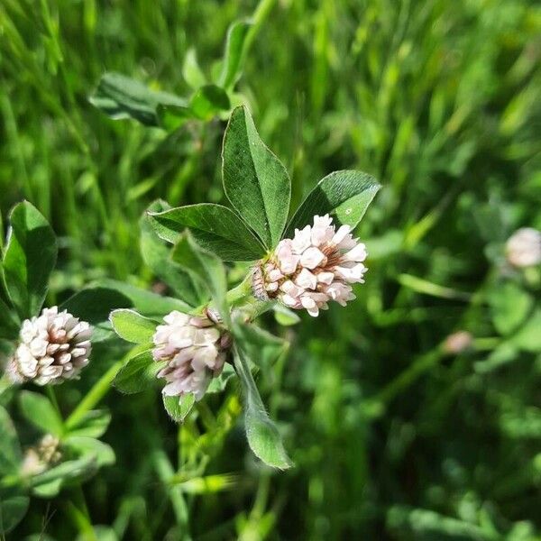 Trifolium striatum Flower