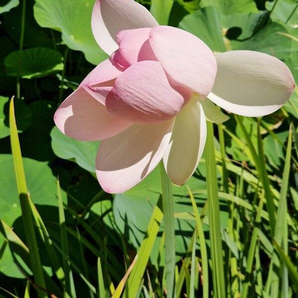 Nelumbo nucifera Kukka