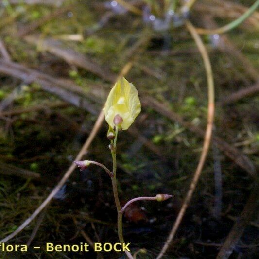 Utricularia minor Ďalší