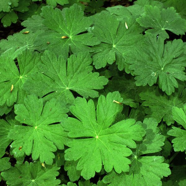 Geranium macrorrhizum 葉