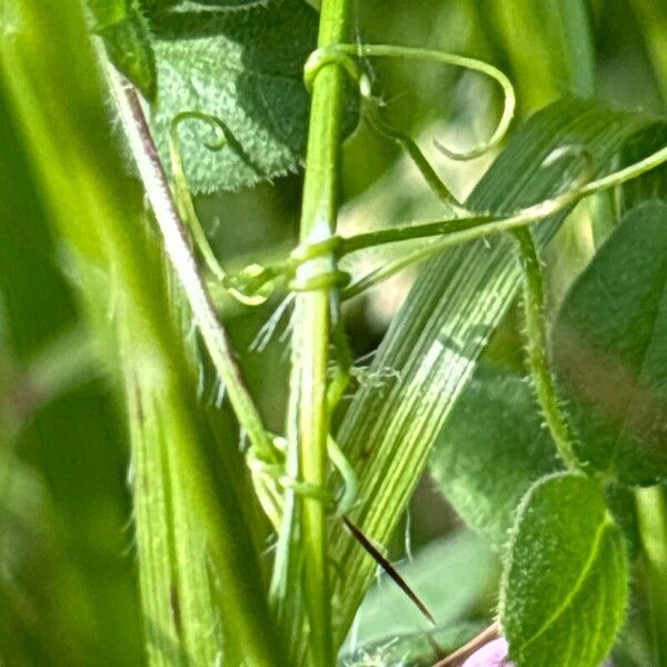 Luzula luzuloides Leaf