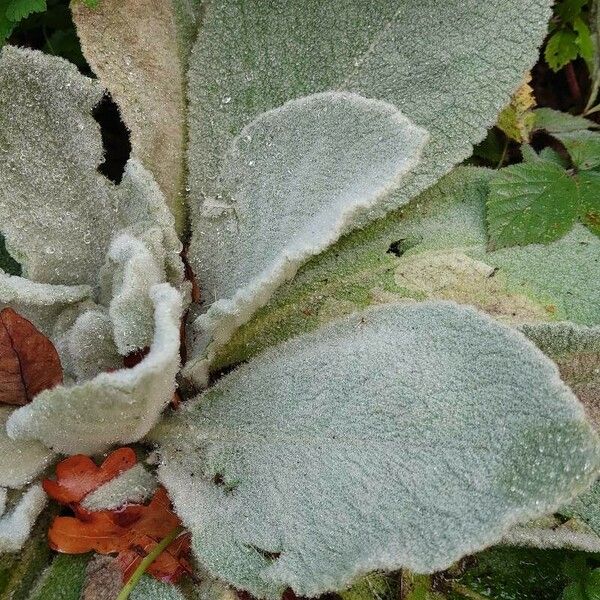 Verbascum boerhavii List