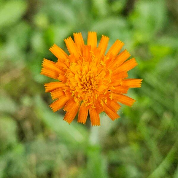 Pilosella aurantiaca Blüte