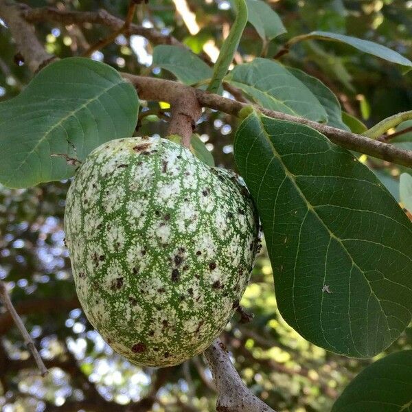 Annona senegalensis Fruct