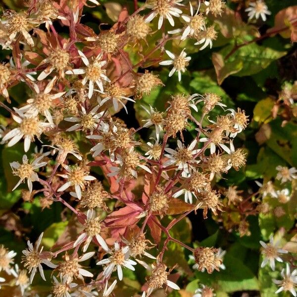 Eurybia divaricata Flower