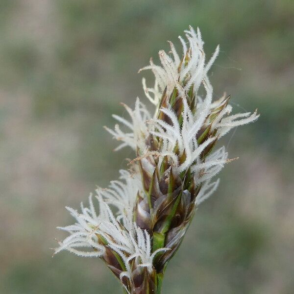 Carex stenophylla Цветок