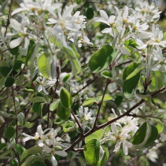 Amelanchier × lamarckii Folha