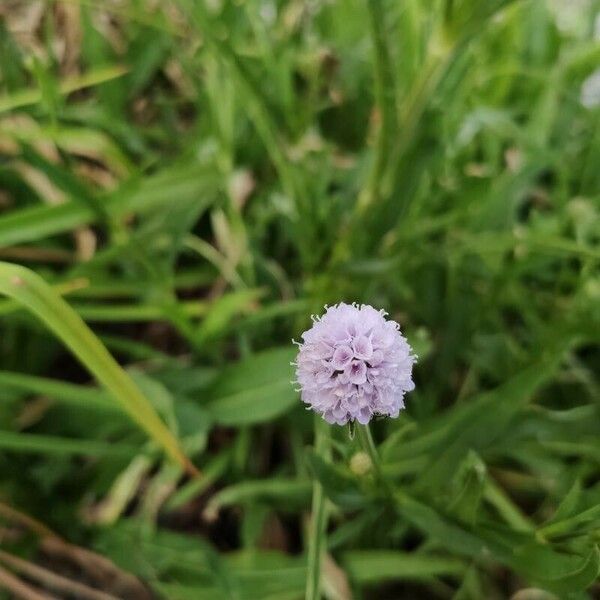 Succisella inflexa Flor