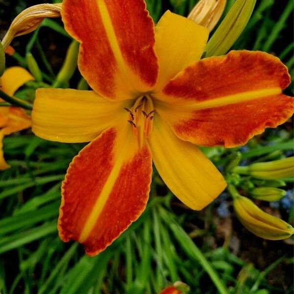 Hemerocallis fulva Kvet