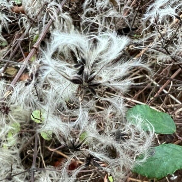 Clematis vitalba Fruit