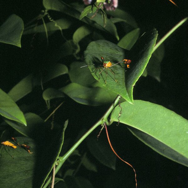 Passiflora laurifolia Leaf