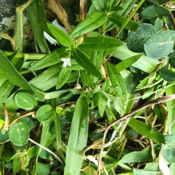 Oldenlandia lancifolia Blomst