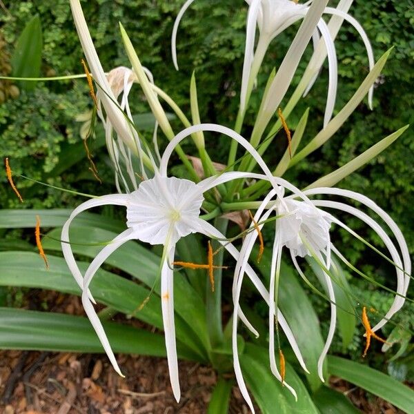 Hymenocallis littoralis Blüte