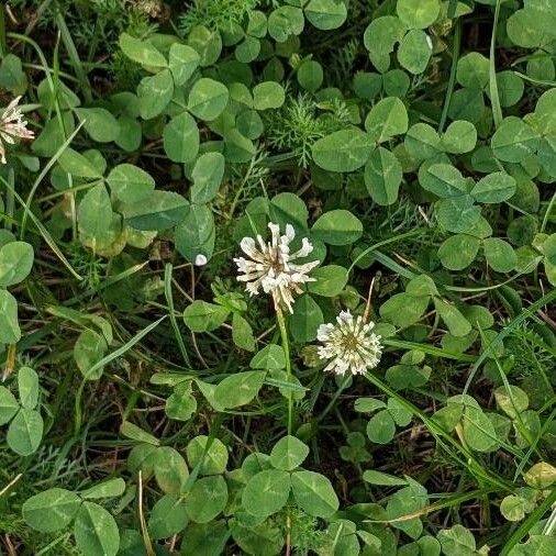 Trifolium repens ശീലം