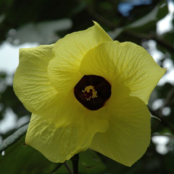 Hibiscus tiliaceus Blüte