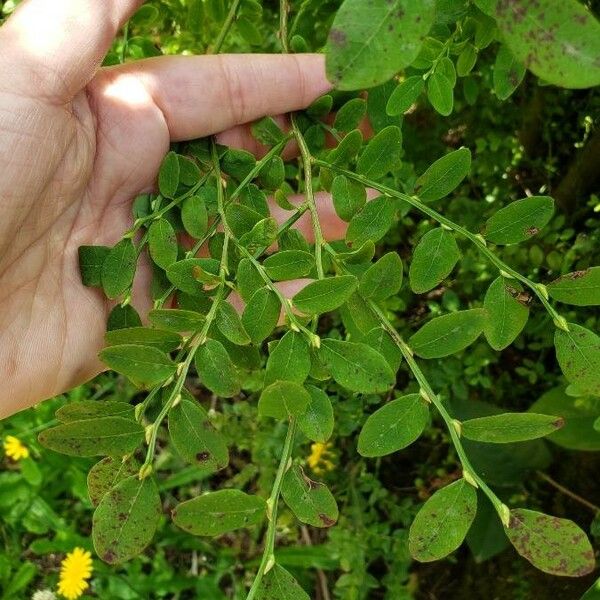 Vaccinium parvifolium Folla