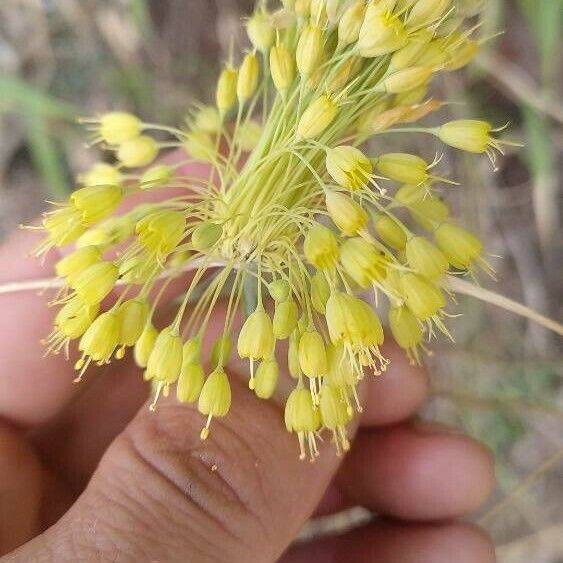 Allium flavum Kvet