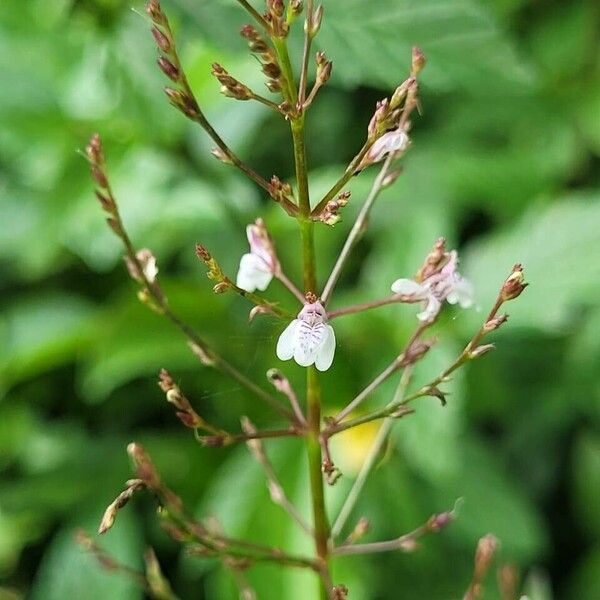 Dianthera comata Flower