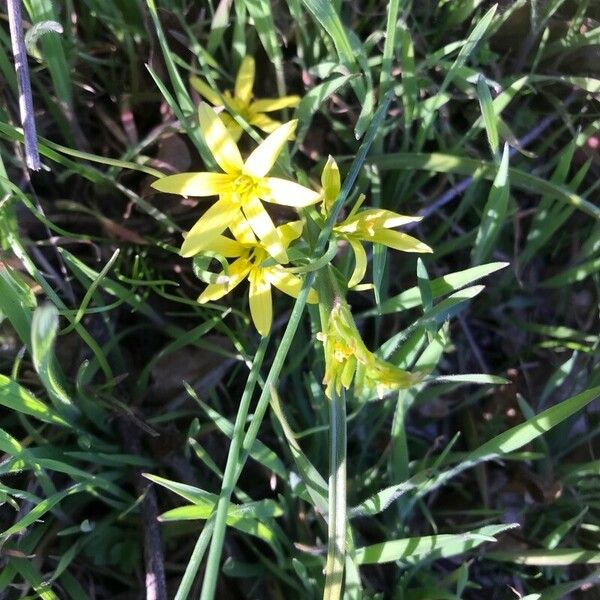 Gagea villosa Flower