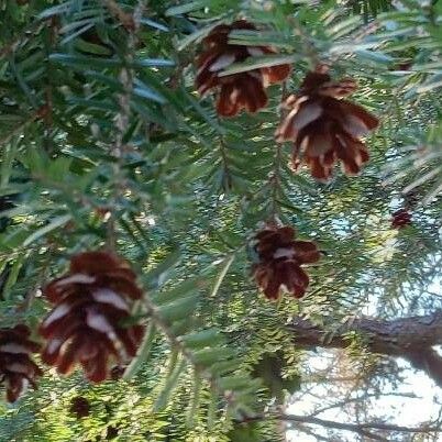 Tsuga heterophylla Fruit