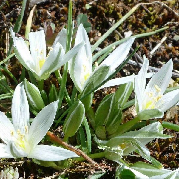 Ornithogalum exscapum Flower