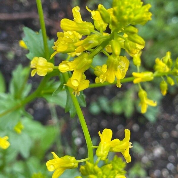 Barbarea orthoceras Flower