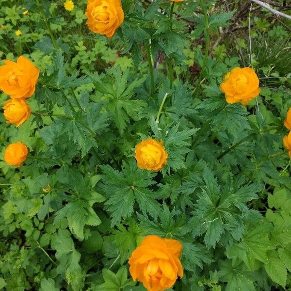Trollius asiaticus