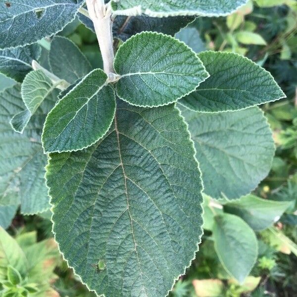 Viburnum lantana 叶