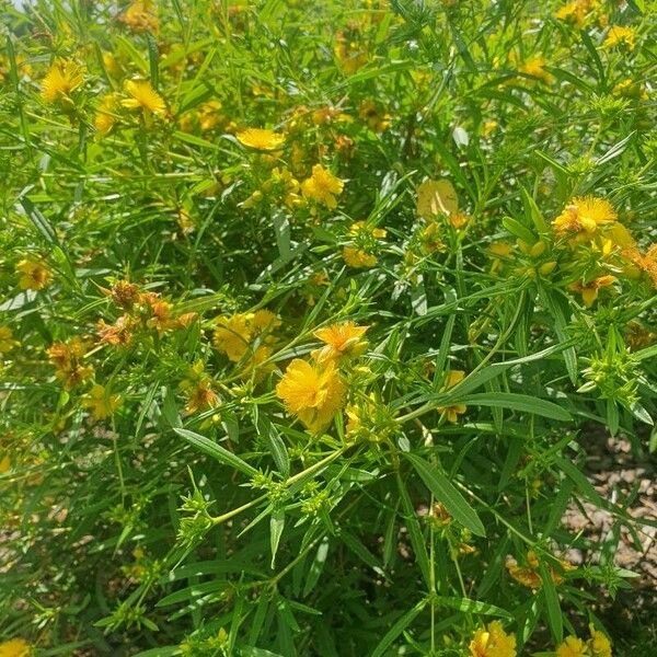 Hypericum prolificum Flower