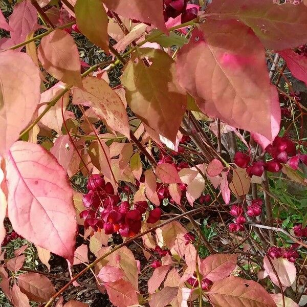 Euonymus latifolius Staniste